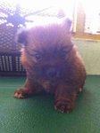 Tiny Pomeranian  - Pomeranian Dog