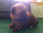 Tiny Pomeranian  - Pomeranian Dog