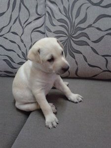 Abandoned Puppy - Klang - Mixed Breed Dog