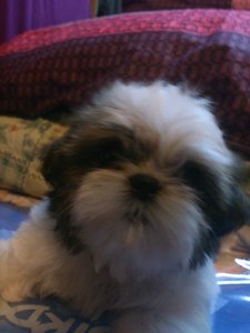 Shih Tzu Male For Sale - Shih Tzu Dog