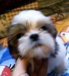 Shih Tzu Male For Sale - Shih Tzu Dog