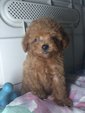 Red Toy Poodle Male  - Poodle Dog