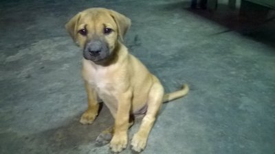 Fat Girl - Mixed Breed Dog