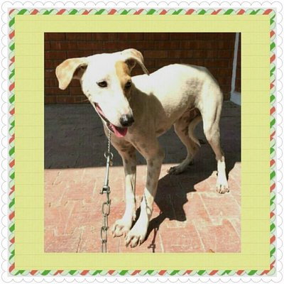 Julie - Mixed Breed Dog