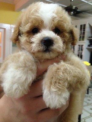 Parti Color Toy  Poodle For Sale   - Poodle Dog