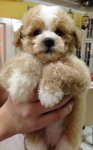 Parti Color Toy  Poodle For Sale   - Poodle Dog