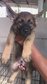 Gsd 4 Male 4 Female For Sale - German Shepherd Dog Dog