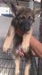 Gsd 4 Male 4 Female For Sale - German Shepherd Dog Dog