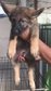 Gsd 4 Male 4 Female For Sale - German Shepherd Dog Dog