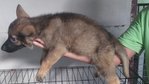 Gsd 4 Male 4 Female For Sale - German Shepherd Dog Dog