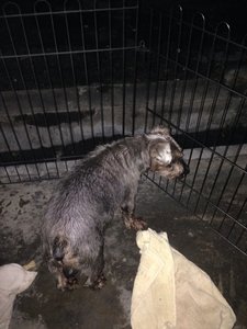 Found A Schnauzer In A Drain - Schnauzer Dog