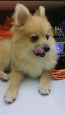 Pomeranian  - Pomeranian Dog