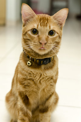 Garfield - Bengal Cat