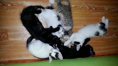 6 Twinnies - Domestic Medium Hair + Domestic Long Hair Cat