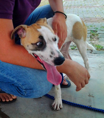 Mr Zorro - Mixed Breed Dog