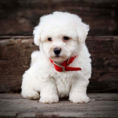 PF53919 - Bichon Frise Dog