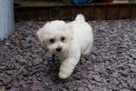 PF53919 - Bichon Frise Dog