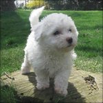 PF53919 - Bichon Frise Dog