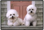 PF53919 - Bichon Frise Dog