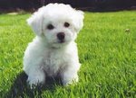 PF53919 - Bichon Frise Dog