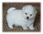 PF53919 - Bichon Frise Dog