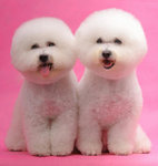 PF53919 - Bichon Frise Dog