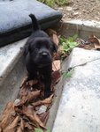 Loves walking on dry leaves! Well actually she kinda fall into the drain ^^