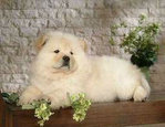 PF53921 - Chow Chow Dog