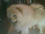 PF53921 - Chow Chow Dog