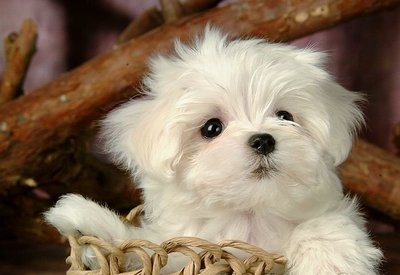 PF53923 - Maltese Dog