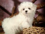 PF53923 - Maltese Dog