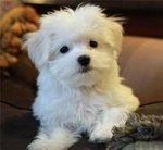 PF53923 - Maltese Dog