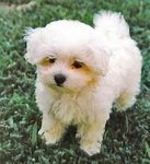 PF53923 - Maltese Dog