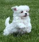 PF53923 - Maltese Dog