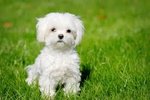 PF53923 - Maltese Dog