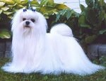 PF53923 - Maltese Dog