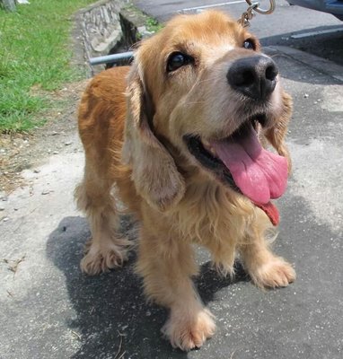 Whisky - Cocker Spaniel Dog