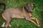 bed of grass is all a dog needs :)