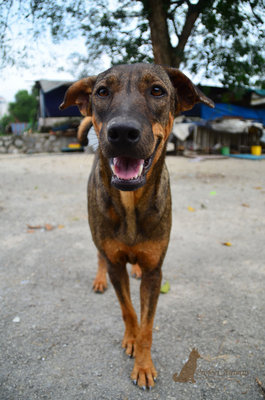 Theresa - Mixed Breed Dog