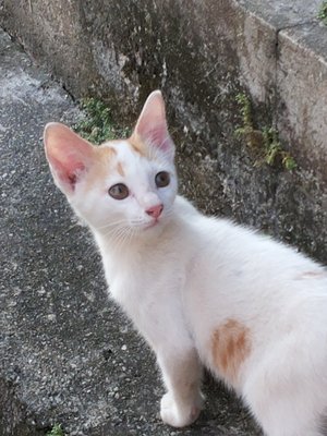 Baby - Domestic Short Hair Cat