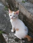 Baby - Domestic Short Hair Cat