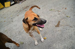 Fafa - Mixed Breed Dog