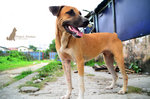 Fafa - Mixed Breed Dog