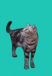 Cookie - American Shorthair Cat