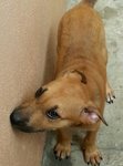 milli mix breed 2 mths old
