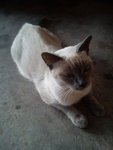 Sookie - Siamese Cat