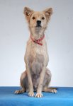 Guard/family Dogs For Adoption - Mixed Breed Dog