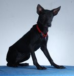 Guard/family Dogs For Adoption - Mixed Breed Dog