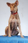 Guard/family Dogs For Adoption - Mixed Breed Dog