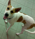 Guard/family Dogs For Adoption - Mixed Breed Dog